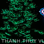 Ngắm cây thông siêu cao và ngôi sao toả sáng siêu đẹp trước thềm Noel 2022 tại giáo xứ Hà Nội,thành phố Biên Hoà,Đồng Nai